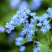 ecoLiving Forget-Me-Not Seed Sticks