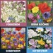 Kabloom Great British Bloomers Seedbom Gift Set - 4 Pack